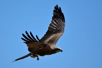 Low angle view of falcon flying against clear sky