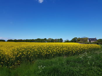 Yellow flowers growing on field against clear blue sky