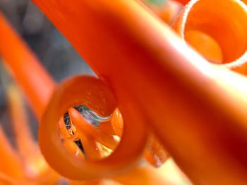 Full frame shot of orange flower