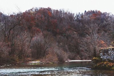 Scenic view of river in forest