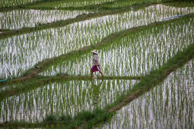 Full frame shot of rice paddy on field