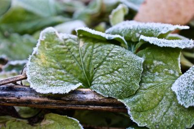 Close-up of wet plant leaves during winter