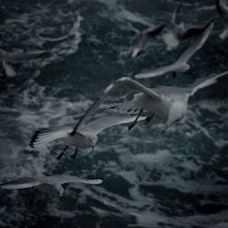 Low angle view of birds flying in sky