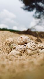 Close-up of shell on sand