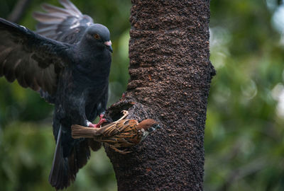 Close-up of birds perching on tree trunk