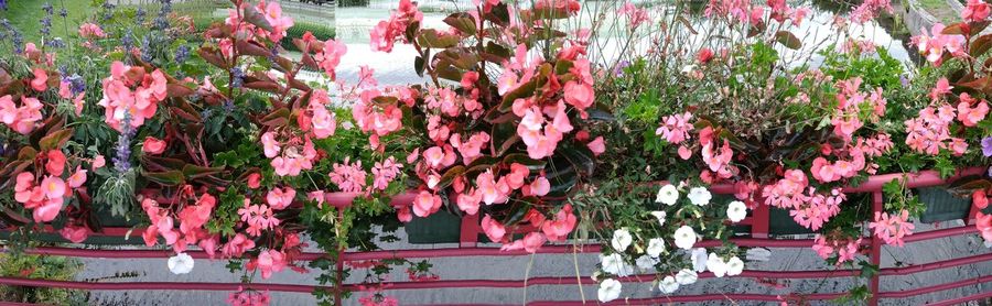 Close-up of pink flowering plants against purple wall