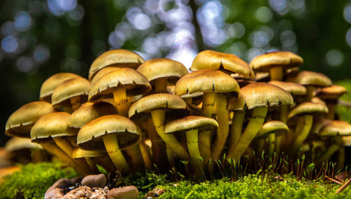 Close-up of mushrooms growing on field