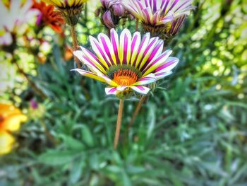 Close-up of purple flowers blooming outdoors