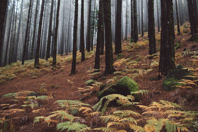 Trees in forest