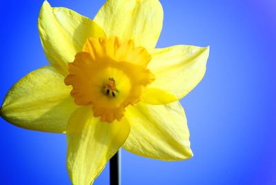 Close-up of yellow flower against blue sky