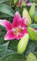 Close-up of pink flower