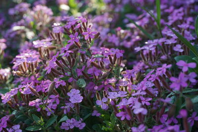 Close-up of purple flowering plant