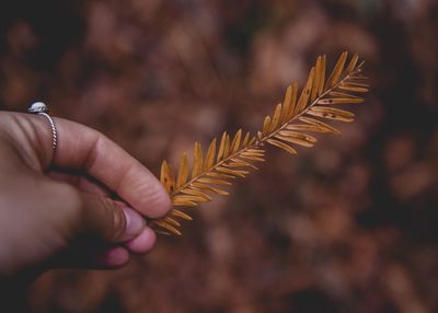 Close-up of hand holding leaves during autumn