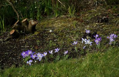 Close-up of purple flowers blooming in field