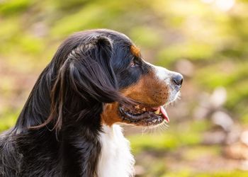 Close-up of dog