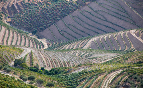 High angle view of agricultural field