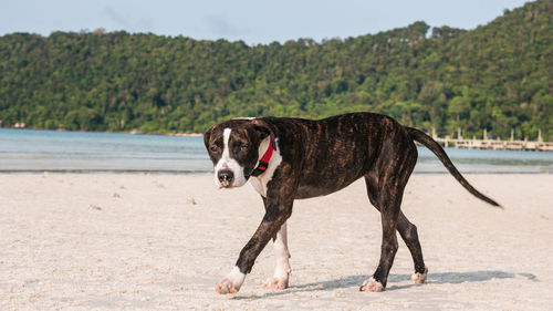 Dog standing on beach