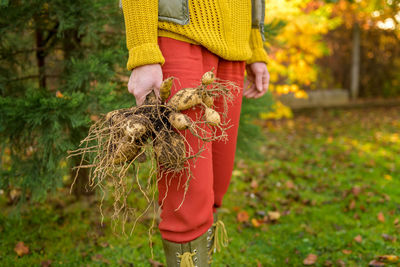 Woman holding freshly lifted dahlia tubers ready to be washed and prepared for winter storage. 
