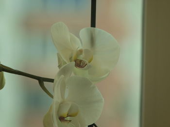 Close-up of white day lily blooming outdoors