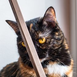 Close-up portrait of a cat