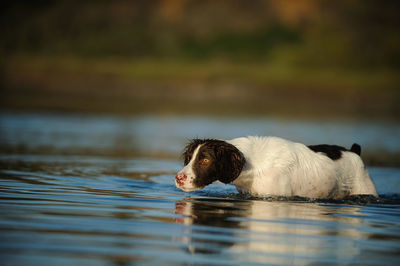 Dog in lake