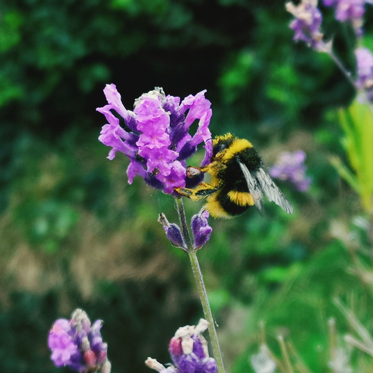 CLOSE-UP OF BEE POLLINATING ON FLOWER