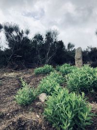 Plants growing on land against sky