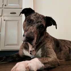 Close-up portrait of dog sitting at home