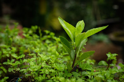 Fresh green of fresh basil leaves. green flavoring outdoor.