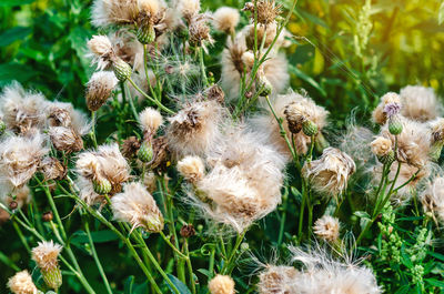 Fruits of milk thistle on stems with fluff. dispersal of seeds by wind