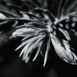 Close-up of flower blooming outdoors