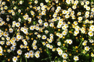 Close-up of yellow flowering plants