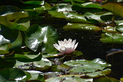 Lotus water lily in pond