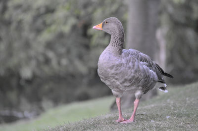 Goose wandering along the grass