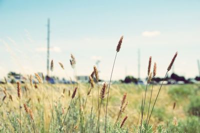 Close-up of stalks of weeds against sky 