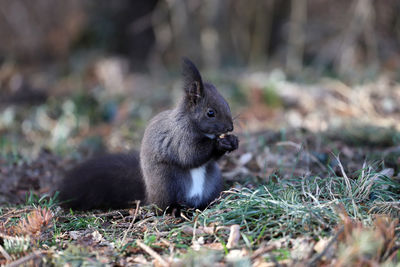 Close-up of squirrel on rock