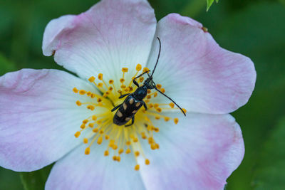 Close-up of insect on purple flower