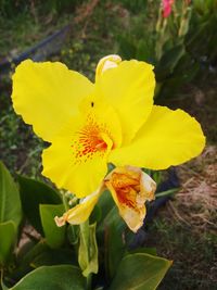 Close-up of yellow flowering plant