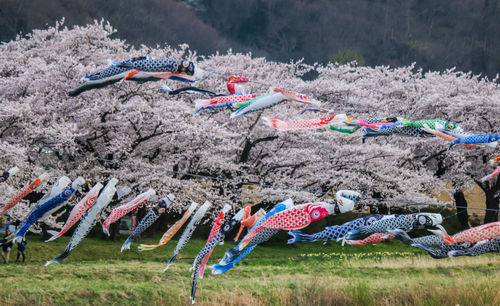 Multi colored umbrellas hanging on clothesline