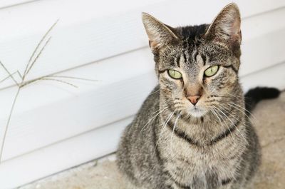 Close-up portrait of cat