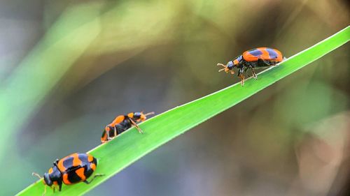 Close-up of ladybug on leaf