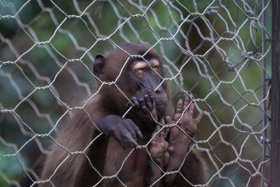 Close-up of monkey in cage