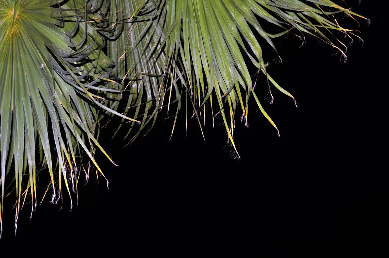 Close up of Palm tree