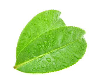 Close-up of green leaf on white background