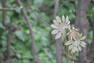 Close-up of white flower blooming on tree