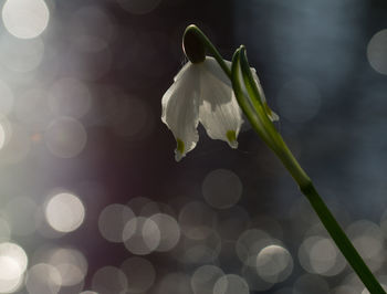 Close-up of white flower