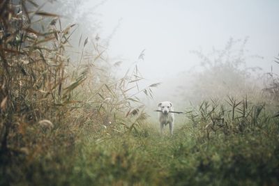 Dog standing on field during foggy weather