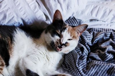 High angle portrait of cat on bed at home