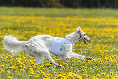 Borzoi dog in white shirt running and chasing lure in the field on coursing competition