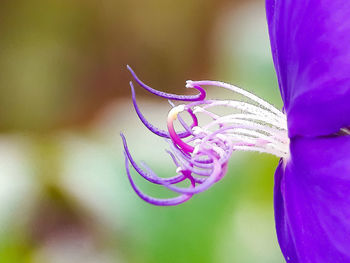 Close-up of purple flowering plant